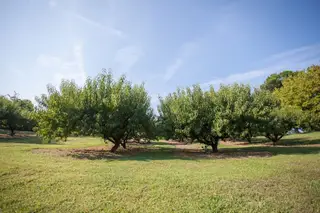 Breeden's Orchard