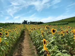 Ditmars Orchard & Vineyard