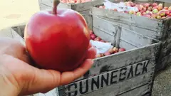 Ed Dunneback & Girls Farm photo 5
