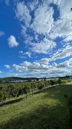 The Vines photo 4