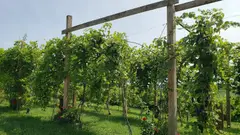 The Vines photo 3