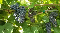 The Vines photo 5